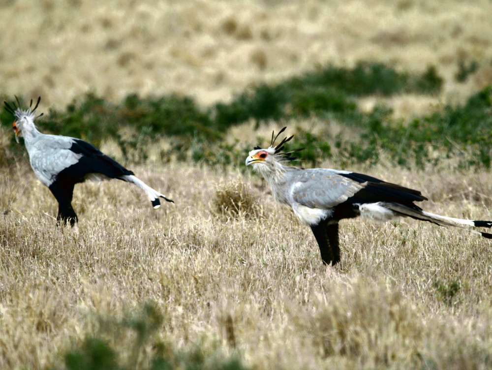 Secretary Bird Kariega Game Reserve Eastern Cape (4) 001
