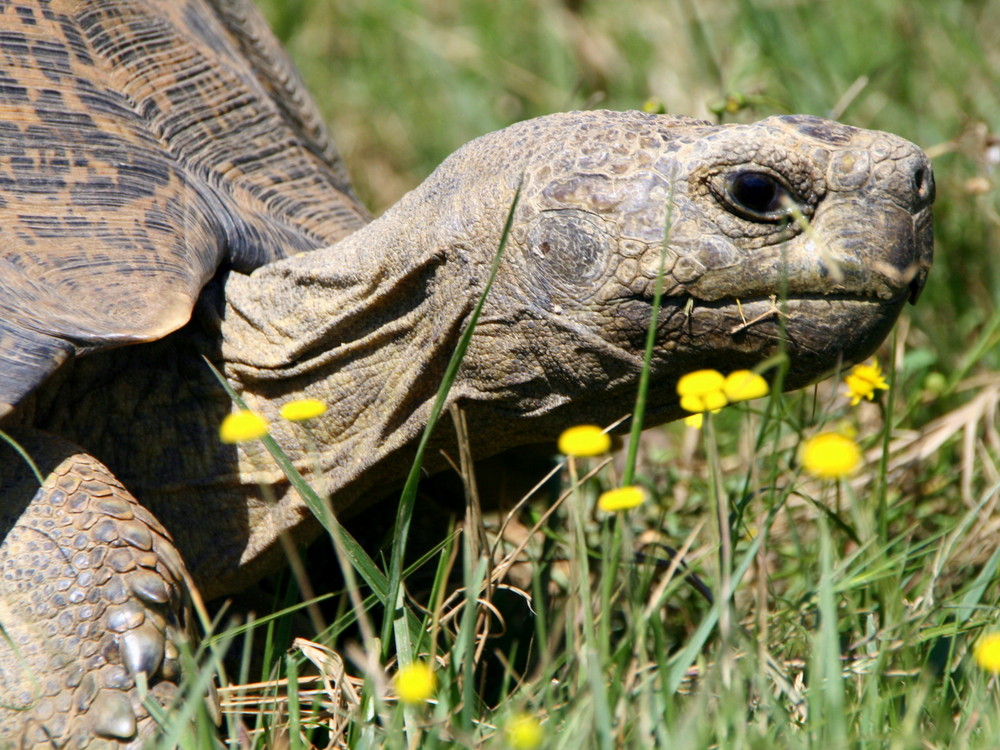 Tortoise Kareiga Game Reserve Eastern Cape (7) 001