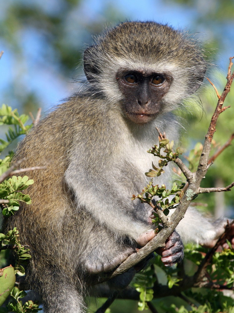 Vervet Monkeys Kariega Game Reserve Eastern Cape  (2) 001