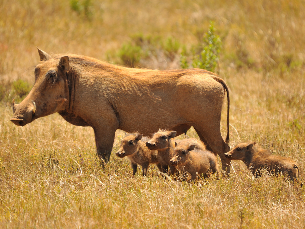 Warthog Fun Facts Kariega Game Reserve Eastern Cape