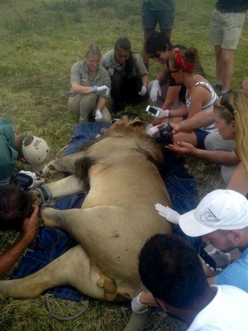 Lion Capture Kariega Game Reserve Volunteer Programme Eastern Cape