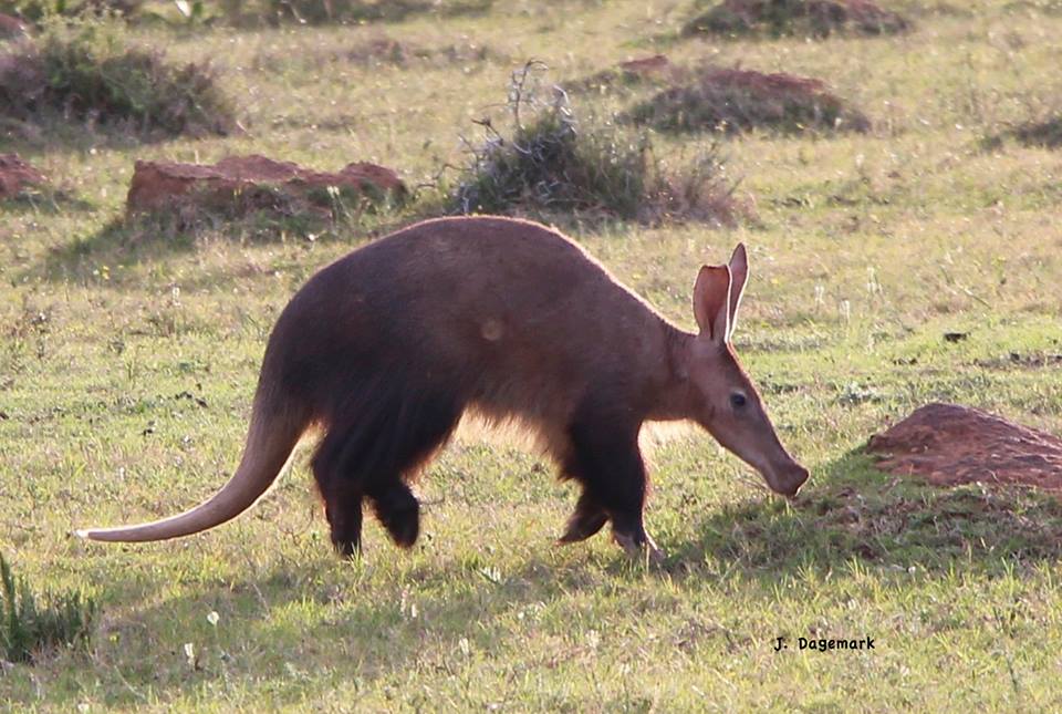 Aardvark: Top 10 Animal Sighting at Kariega