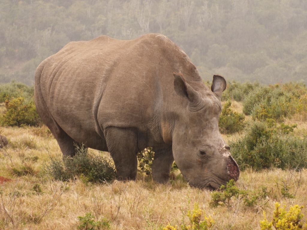 Thandi Rhino Poaching Conservation Oct 2013 Kariega Game Reserve Eastern Cape