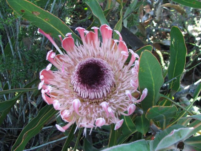 Protea Eximia Boots In The Baviaans Eastern Cape Wildlife Fauna Flora