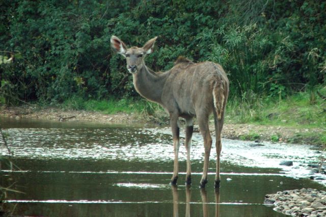 Boots In The Baviaans Eastern Cape Wildlife Fauna Flora Kudu Cow Doornkraal