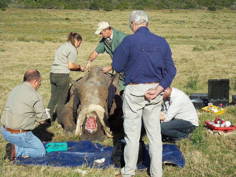 Thandi Treatment Rhino Conservation Eastern Cape Kariega Game Reserve
