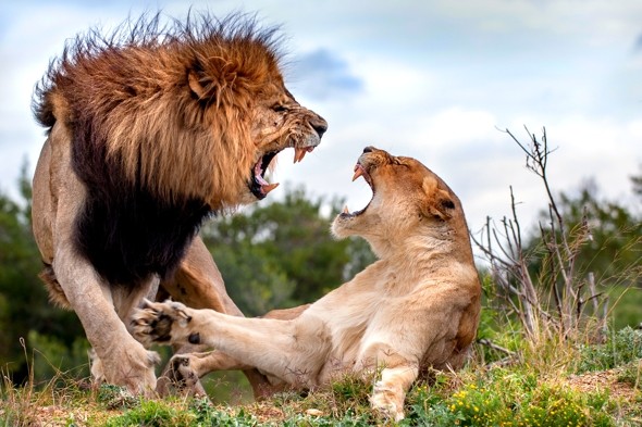 Kariega Male Female Lion Lioness Mating Game Reserve Eastern Cape B Jennings  (2)