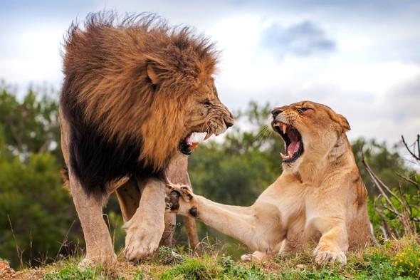 Kariega Male Female Lion Lioness Mating Game Reserve Eastern Cape B Jennings  (1)