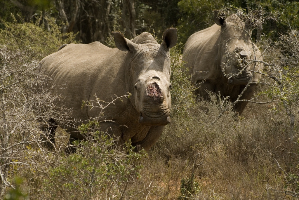 Thandi Kariega Game Reserve Rhino Conservation Oct 2013 (1)