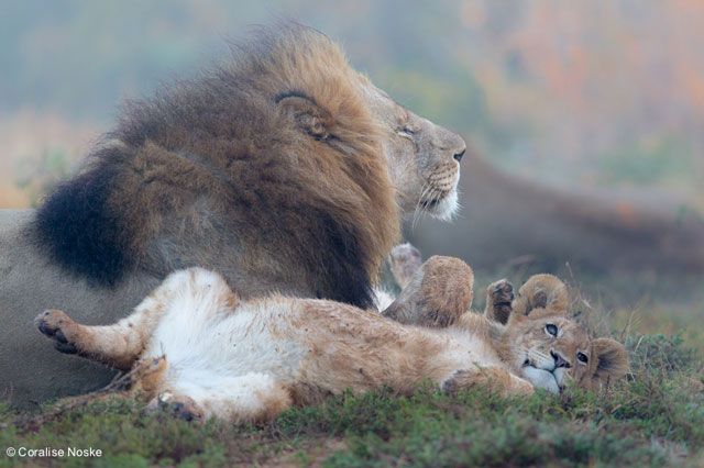 Photo Safari Kariega Lion Family Cub