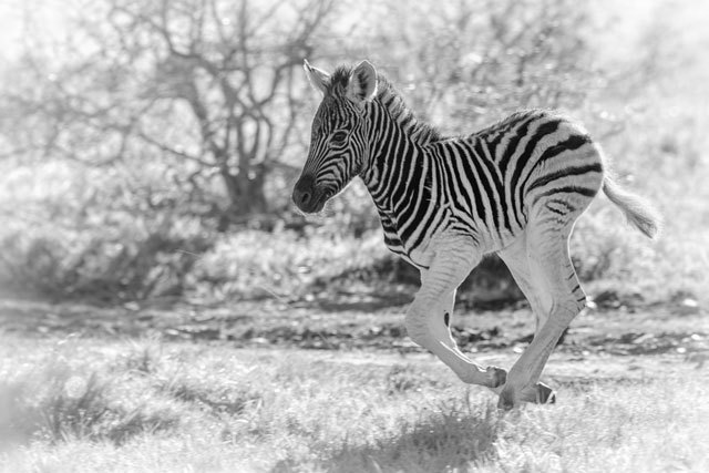 Photo Safari Kariega Game Reserve Zebra Foal