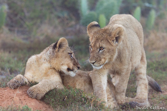 Photo Safari Kariega Lion Cubs