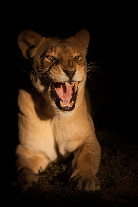 Photo Safari Kariega Lioness