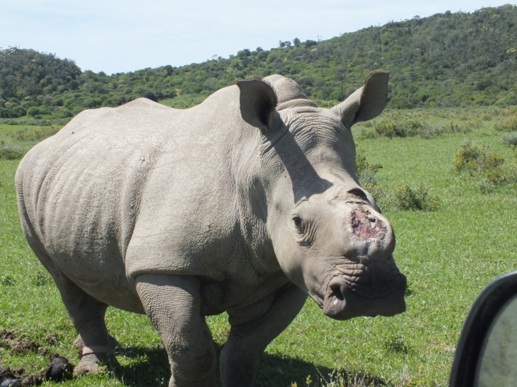 Thandi Nov 2013 Kariega Game Reserve Eastern Cape Rhino (2)