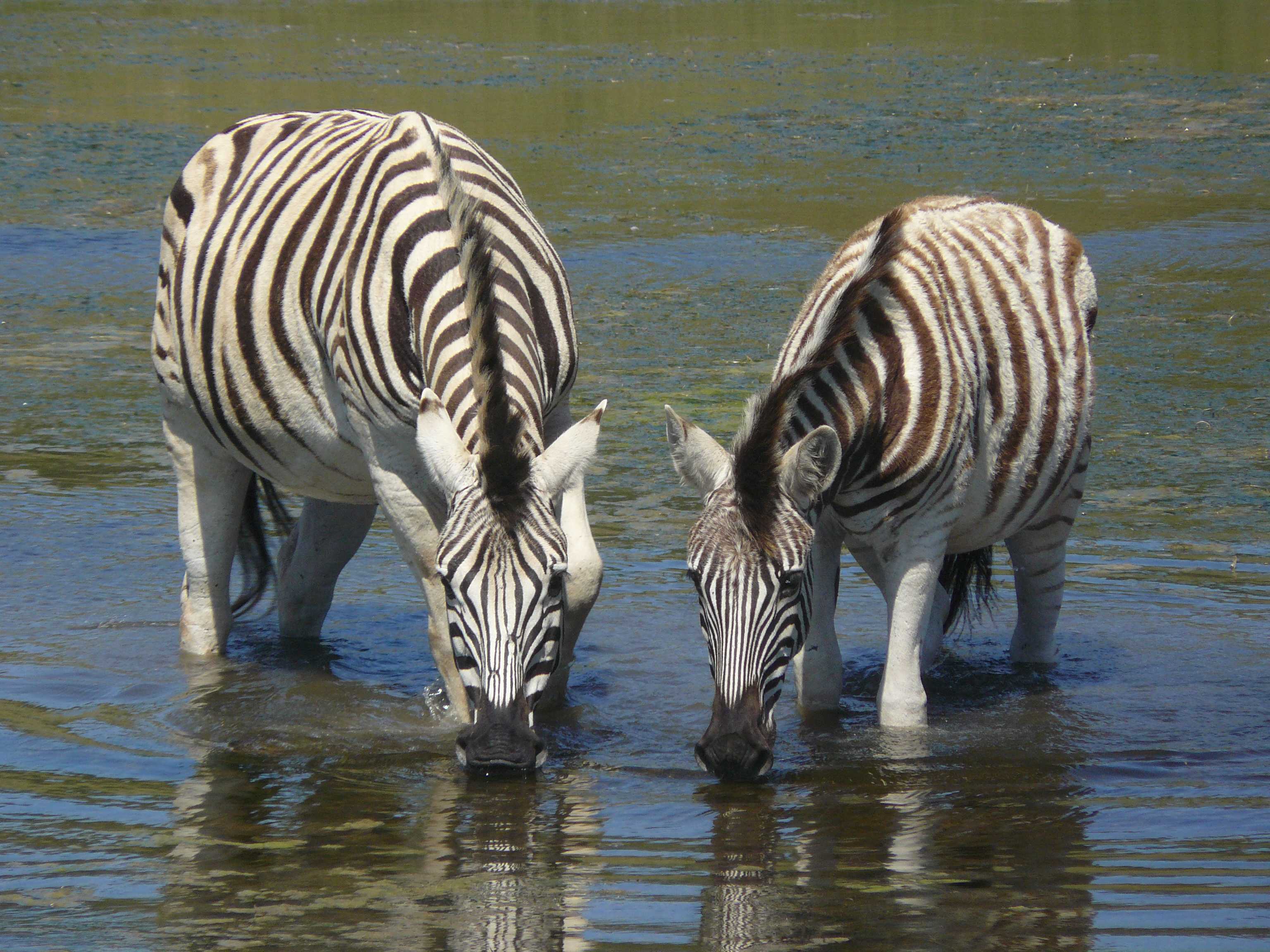 Cape To Kariega Tour Africa Holiday Safari