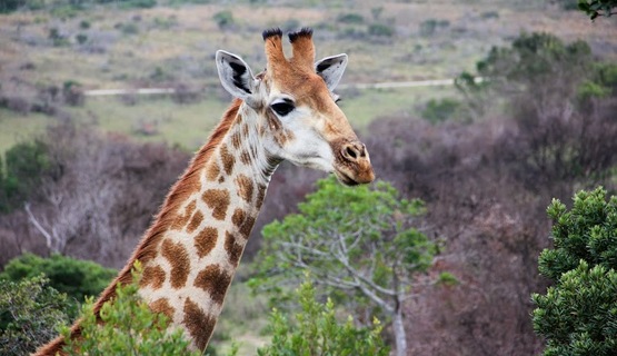 Kariega Game Reserve Eastern Cape safari wildlife K Cetkowska (4).jpg