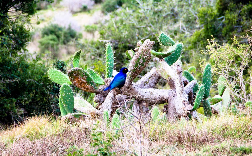 Kariega Game Reserve Eastern Cape Safari Wildlife K Cetkowska (8)