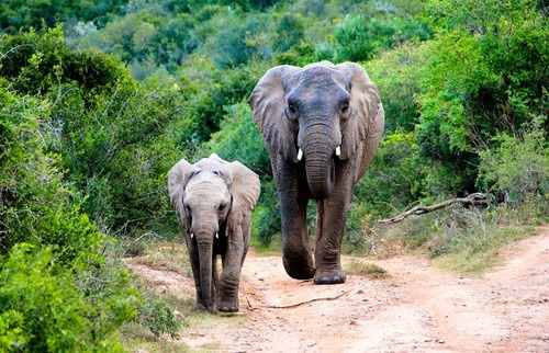Kariega Game Reserve Eastern Cape safari wildlife K Cetkowska (10).jpg