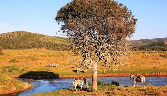 Kariega Game Reserve Eastern Cape safari wildlife K Cetkowska (15).jpg