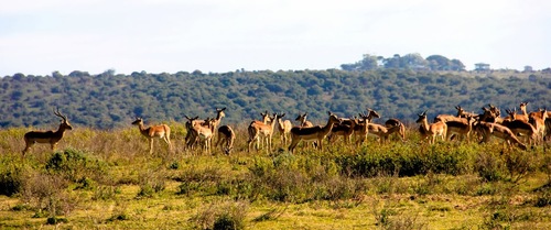 Kariega Game Reserve Eastern Cape safari wildlife K Cetkowska (19).jpg