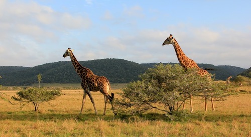 Kariega Game Reserve Eastern Cape safari wildlife K Cetkowska (24).jpg