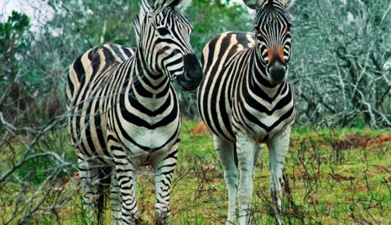 Kariega Game Reserve Eastern Cape safari wildlife K Cetkowska (28).jpg