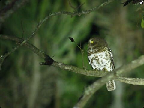 Barred Owlet Eastern Cape Kariega Game Reserve