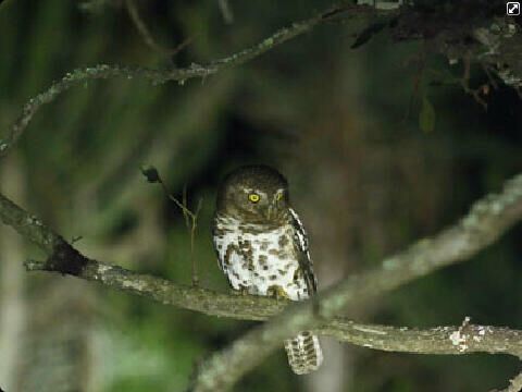 Barred Owlet Eastern Cape Kariega Game Reserve2