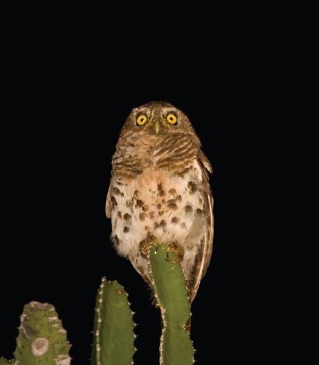 Barred Owlet Eastern Cape Kariega Game Reserve3