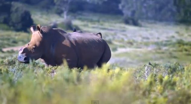 Thandi Video Kariega Game Reserve South Africa July 2013