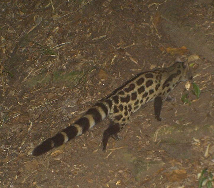 Large Spotted Genet Eastern Cape Kariega Game Reserve