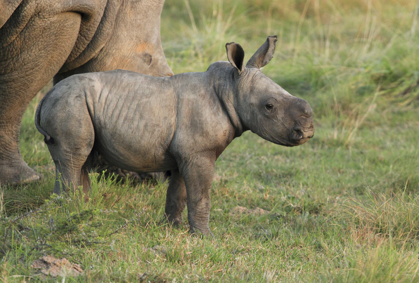 Baby Rhino May 2012 Kariega Game Reserve (1)