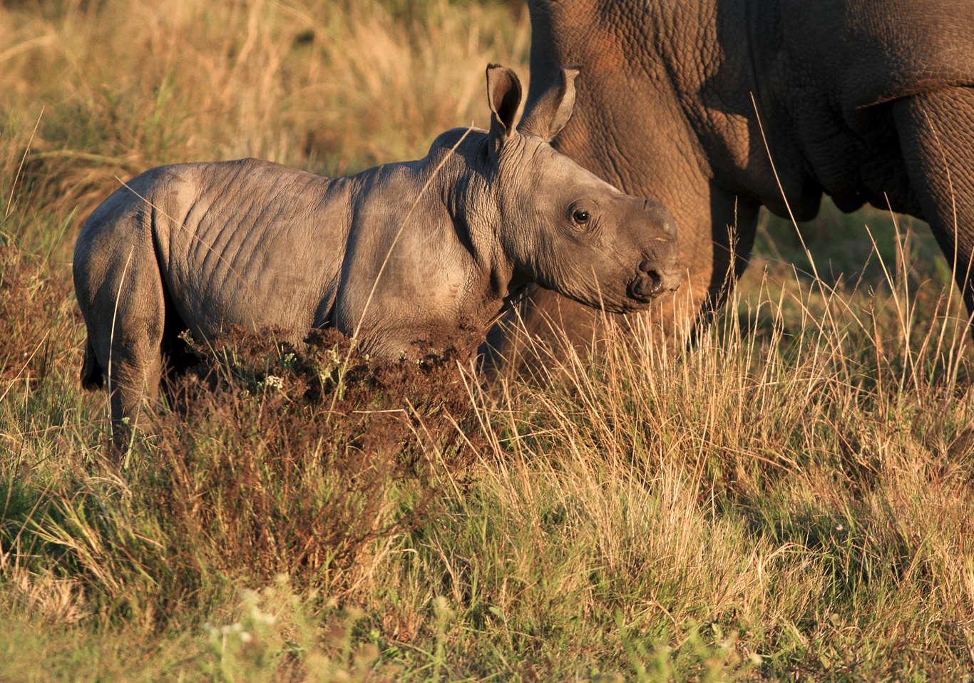 Baby Rhino May 2012 Kariega Game Reserve (2)