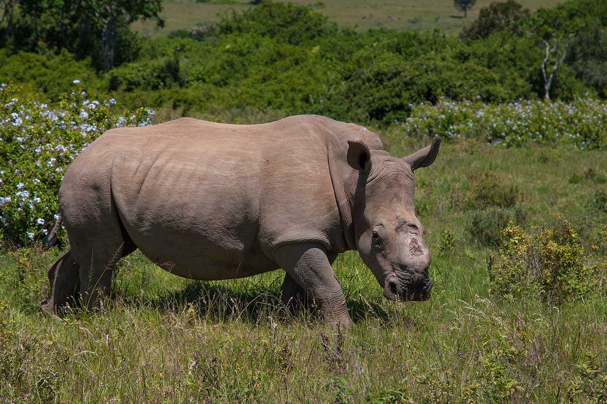 Thandi Dec 7 Pregnant Rhino Conservation Kariega Game Reserve  (12)