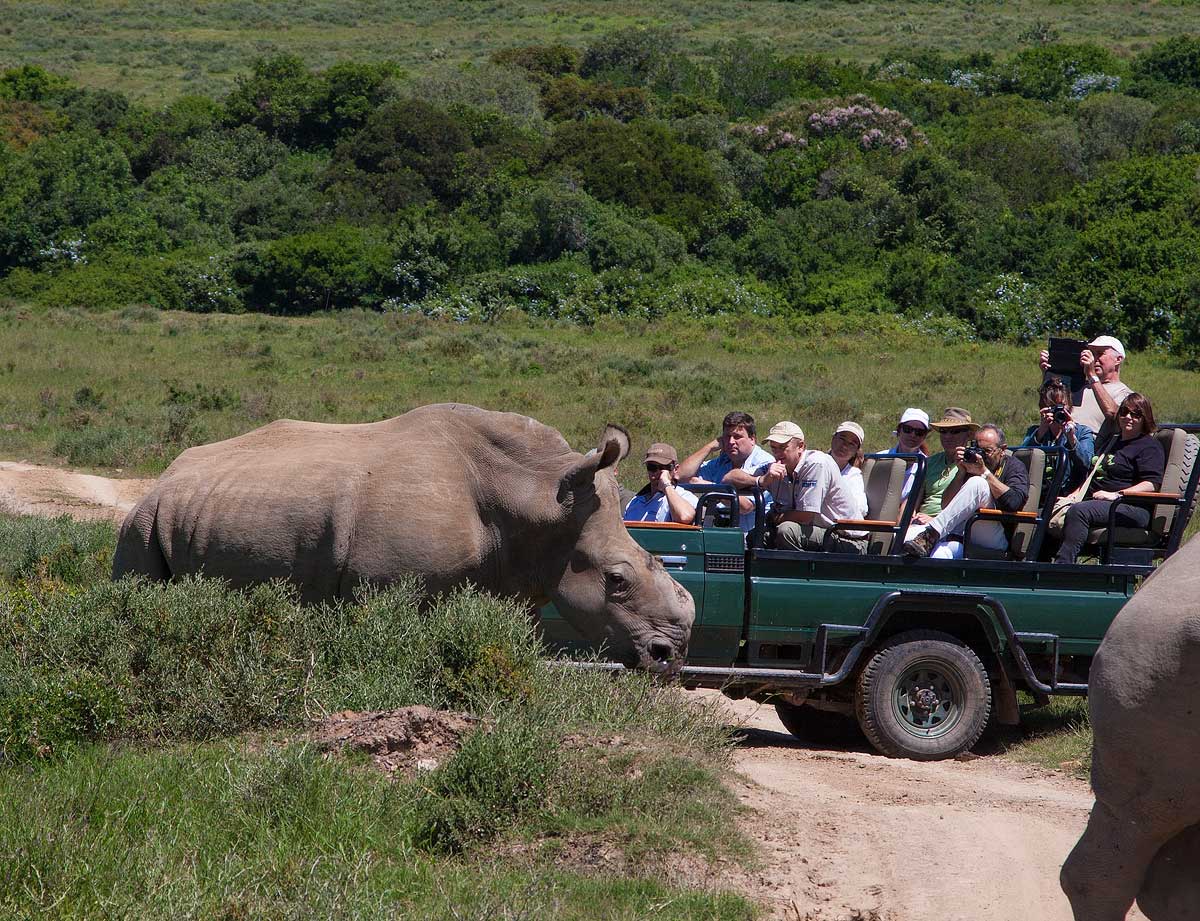 Thandi Dec 7 Pregnant Rhino Conservation Kariega Game Reserve  (17)