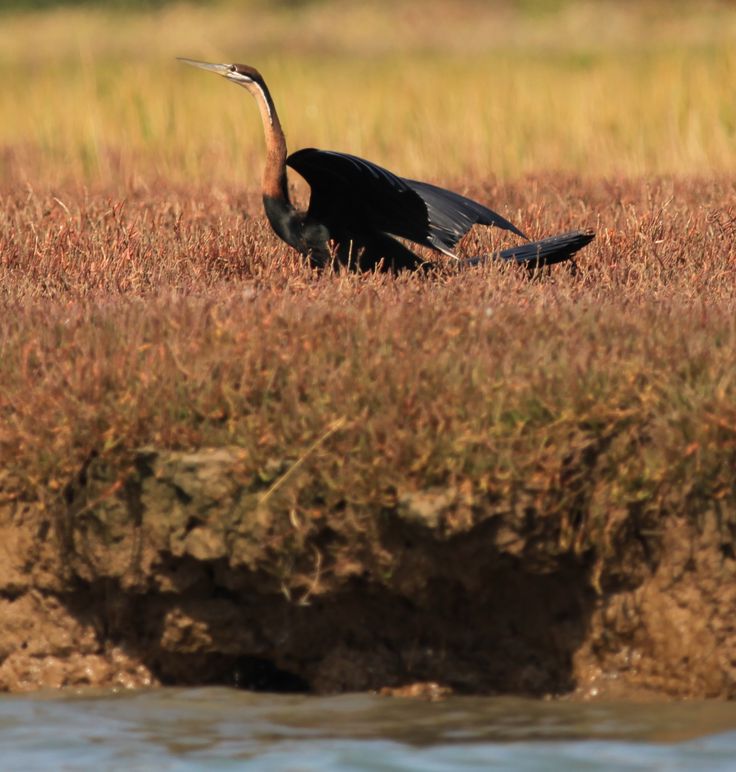 Darter Bird Eastern Cape Kariega River Game Reserve