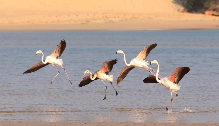 Flamingos Bird Eastern Cape Bushman's River Kariega Game Reserve