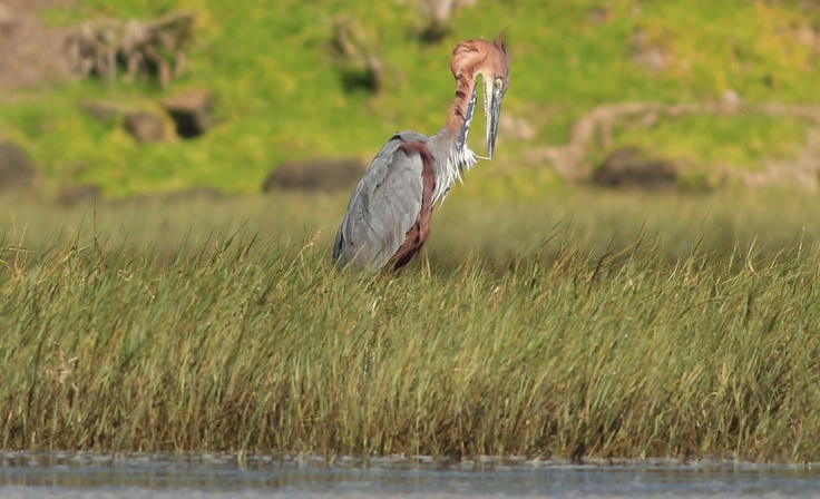 Goliath Heron Bird Eastern Cape Bushman's River Kariega Game Reserve