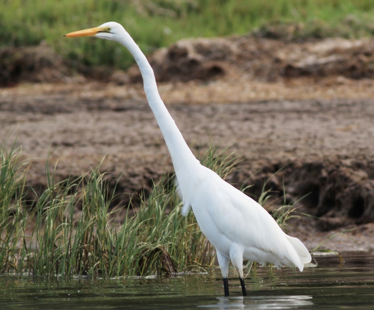 Great White Heron Bird Eastern Cape Bushman's River Kariega Game Reserve