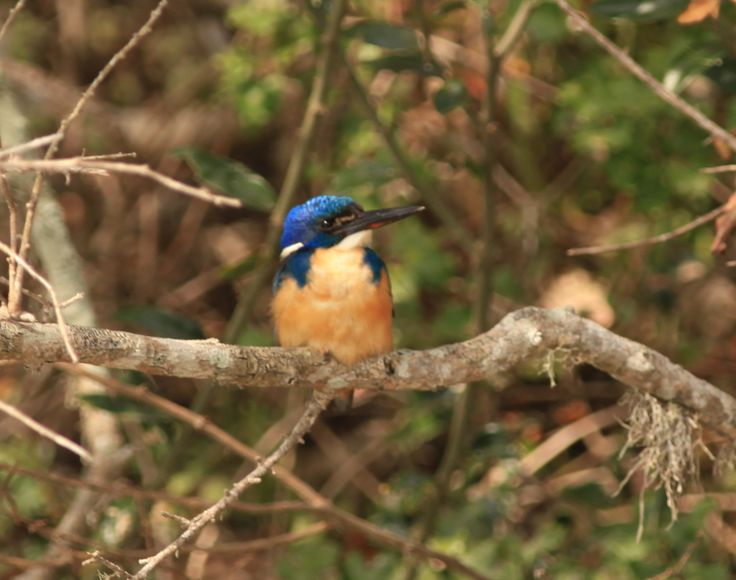 Half Collared Kingfisher Bird Eastern Cape Kariega River Game Reserve