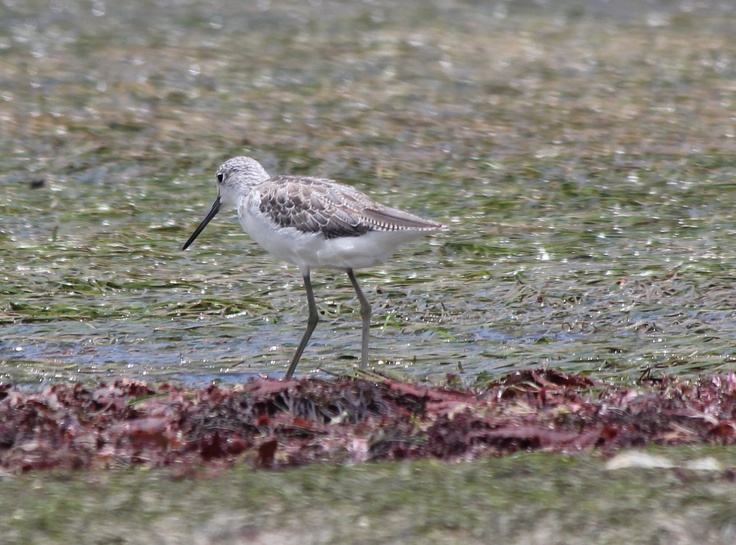 Marsh Sandpiper Bird Eastern Cape Kariega River Game Reserve