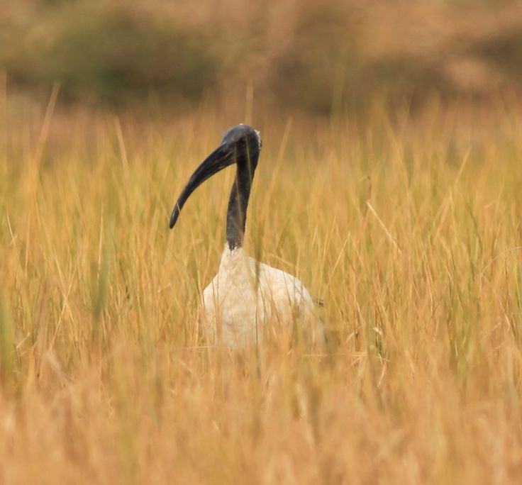 Sacred Ibis Bird Eastern Cape Kariega River Game Reserve