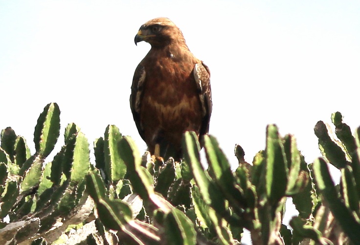 Steppe Buzzard Bird Eastern Cape Bushman's River Kariega Game Reserve