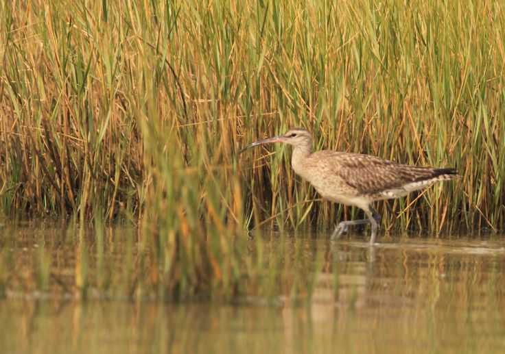 Whimbrel Bird Eastern Cape Kariega River Game Reserve