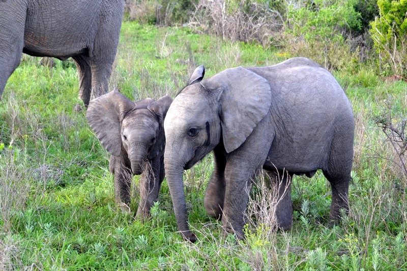 Guest Photos Wildlife Kariega Game Reserve Eastern Cape  E Caligiuri(58)