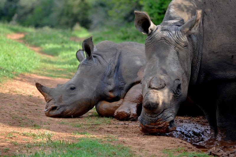 Guest Photos Wildlife Kariega Game Reserve Eastern Cape  E Caligiuri(71)