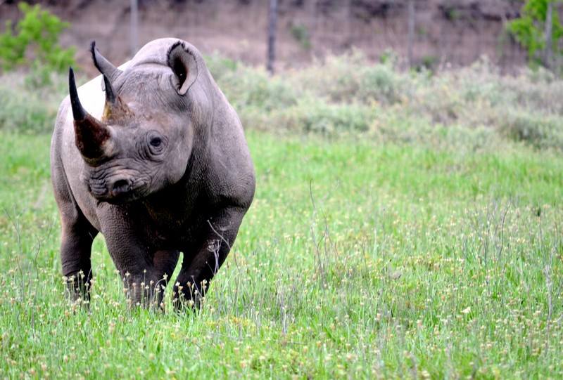 Guest Photos Wildlife Kariega Game Reserve Eastern Cape  E Caligiuri(76)