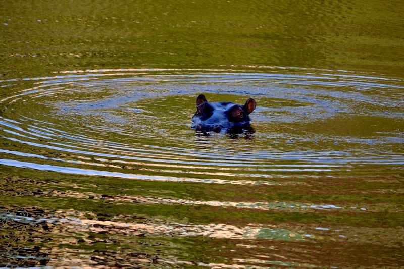 Guest Photos Wildlife Kariega Game Reserve Eastern Cape  E Caligiuri(78)
