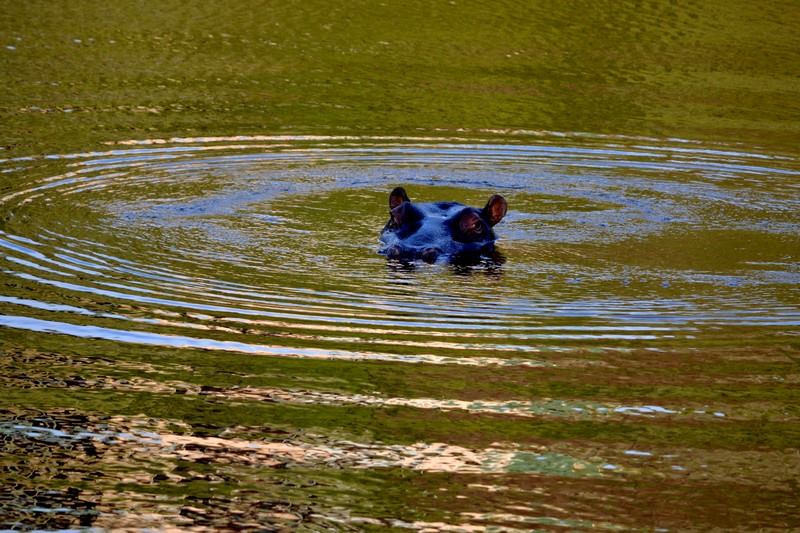 Guest Photos Wildlife Kariega Game Reserve Eastern Cape  E Caligiuri(78)