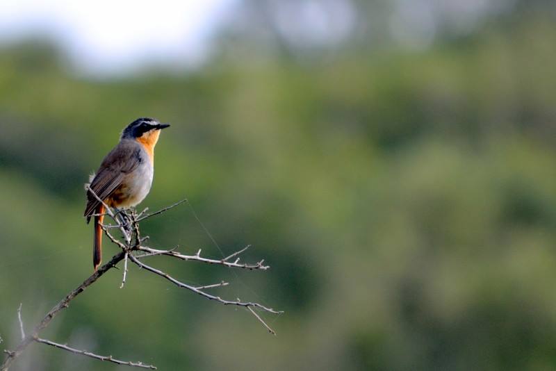 Guest Photos Wildlife Kariega Game Reserve Eastern Cape  E Caligiuri(86)